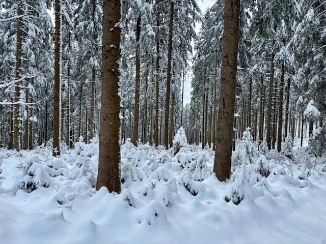 Die niedrigen Bäumchen sind von Wind und Schnee richtig zugeweht