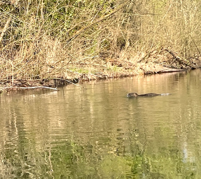 Was schwimmt vor den Kanuten im Groschenwasser: Biber oder Nutria? Mit Abstand ist es nicht erkennbar